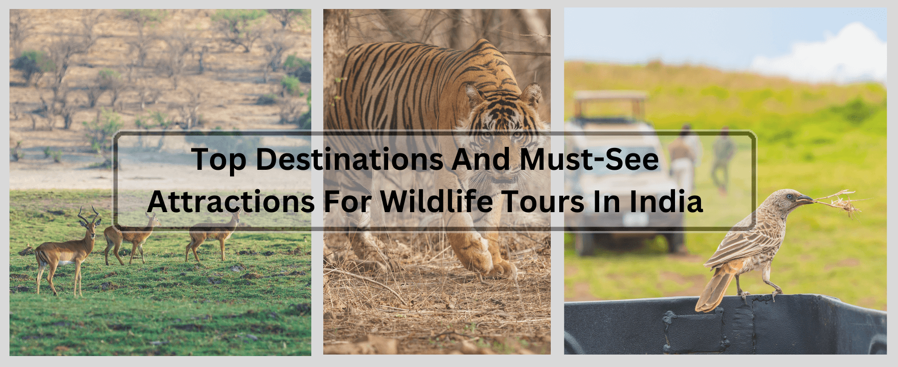 Top Destinations And Must-See Attractions For Wildlife Tours In India