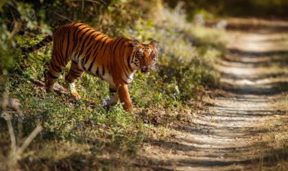 Panna Tiger Reserve