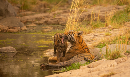  Pench Tiger Reserve