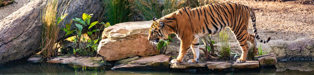 India Tiger Tour 